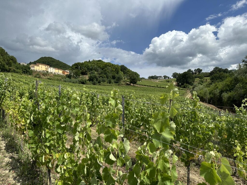 iciacca_1719945584_3403472700502480741_5735062130