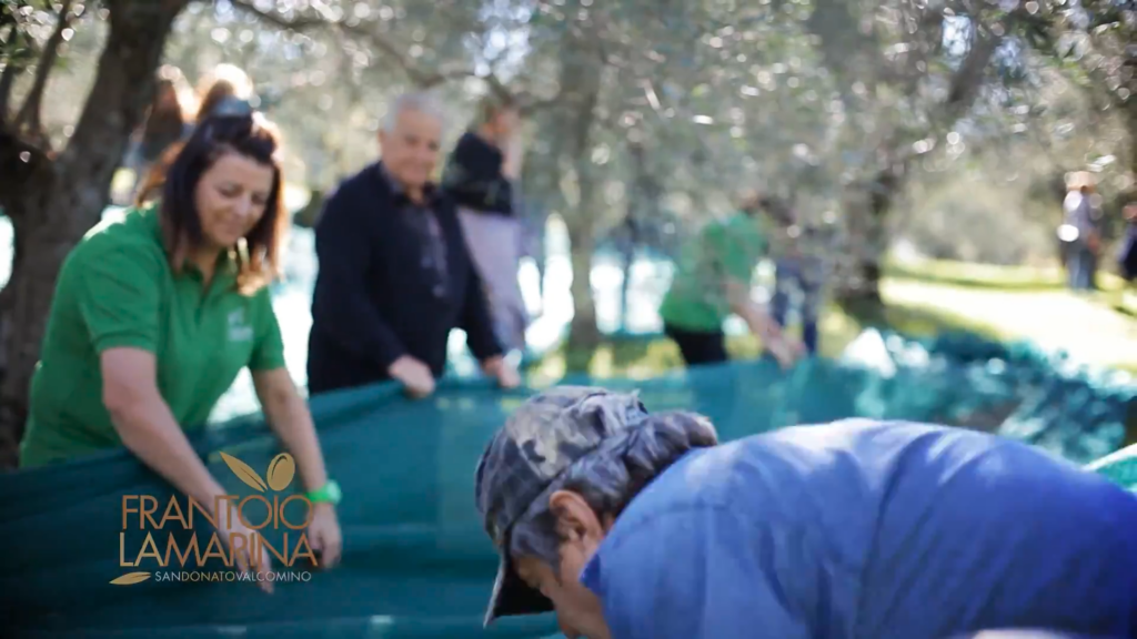 Esperienza dall olio all oliva 14