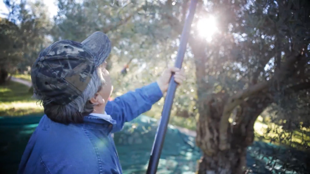 Esperienza dall olio all oliva 17