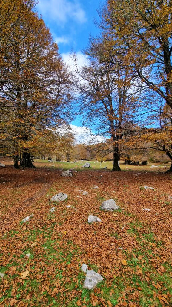 Foliage Forca d'Acero 001