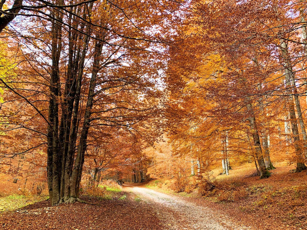 Foliage Forca d'Acero 002