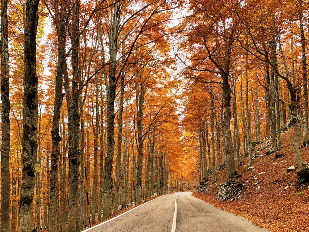 Foliage Forca d'Acero 003