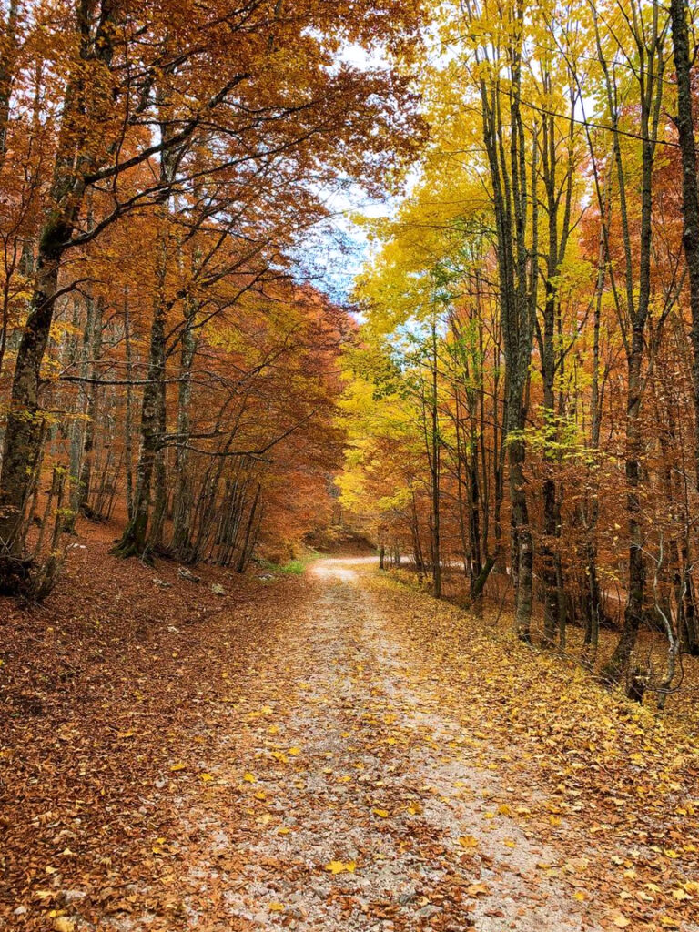 Foliage Forca d'Acero 004