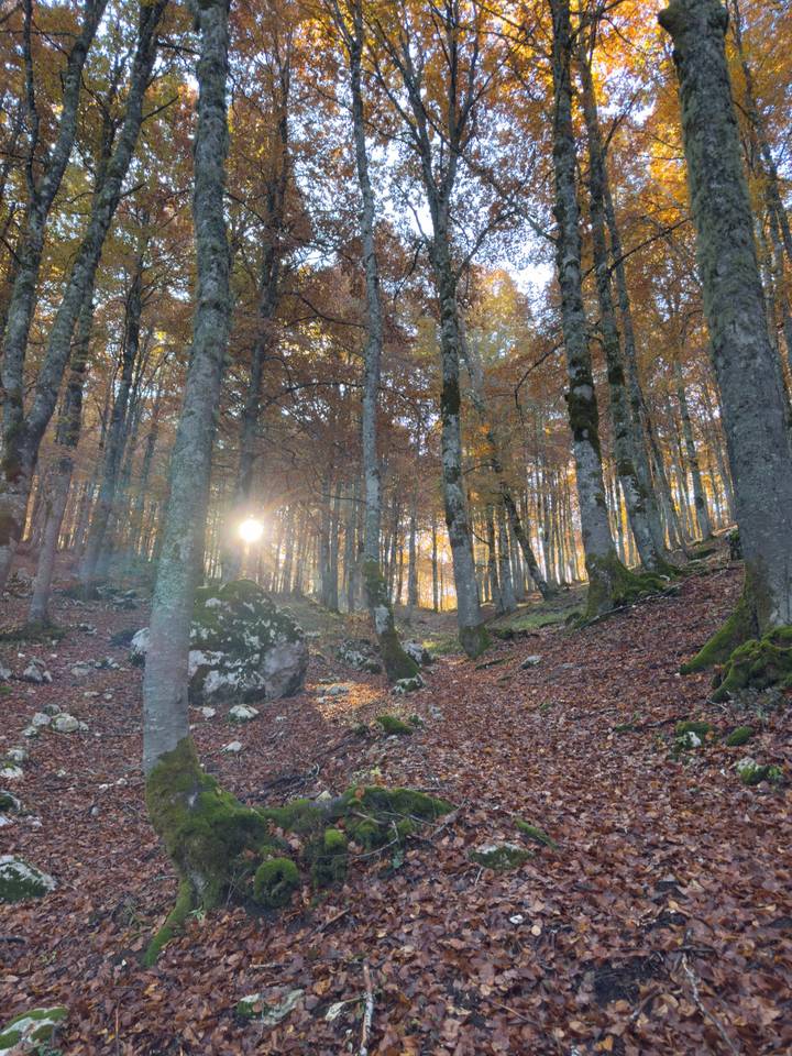 Controluce tra i tronchi della faggeta, con le foglie rosse sul sentiero