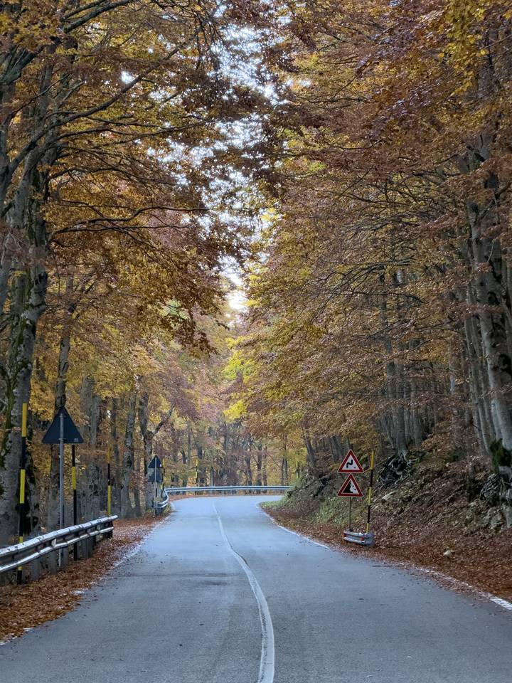 Strada che sale sotto la volta dei faggi, con foglie gialle e rame