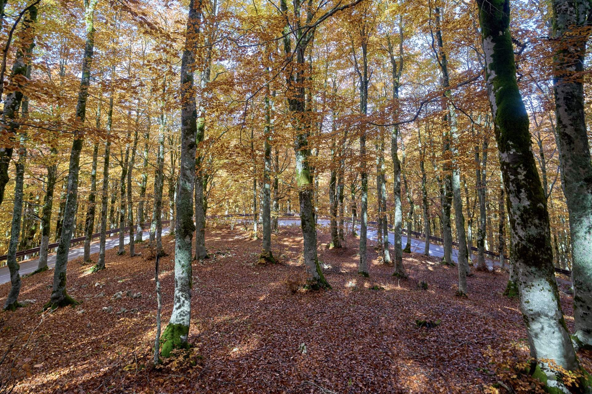 Faggeta di Forca d'Acero in autunno, con la strada che sale tra i tronchi